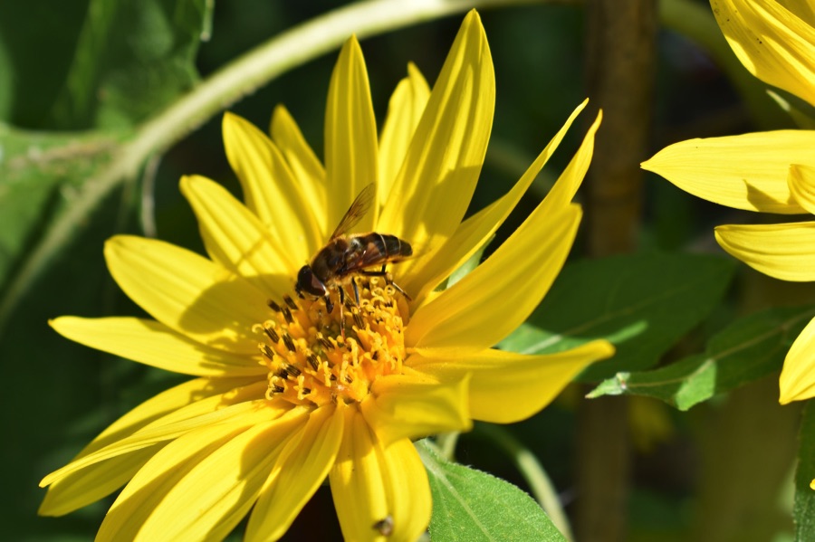 Hoverfly on a sunflower